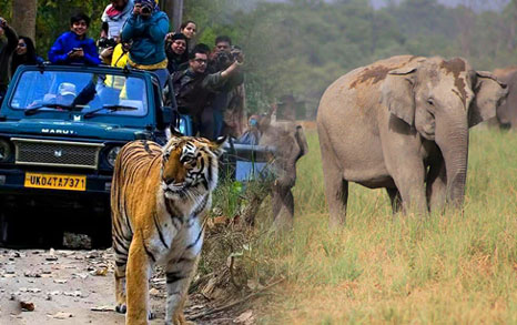 rajaji best time visit