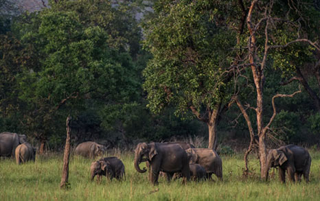 how to plan rajaji
