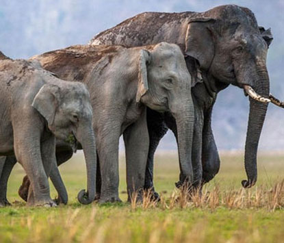 safari booking rajaji