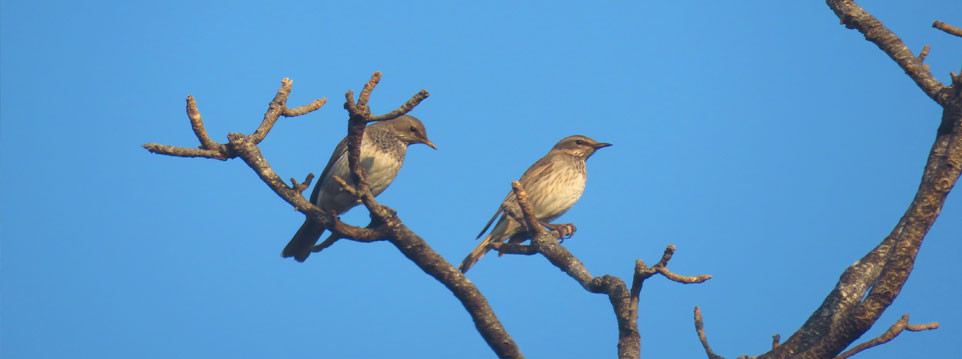 rajaji birdwatching