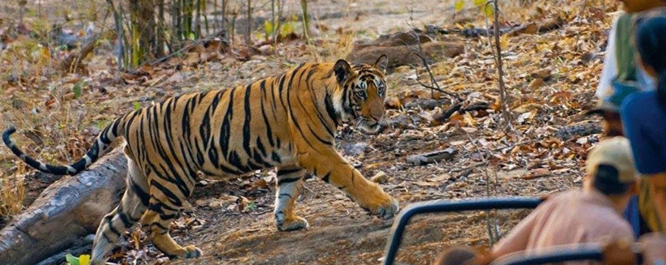 rajaji corbett tour