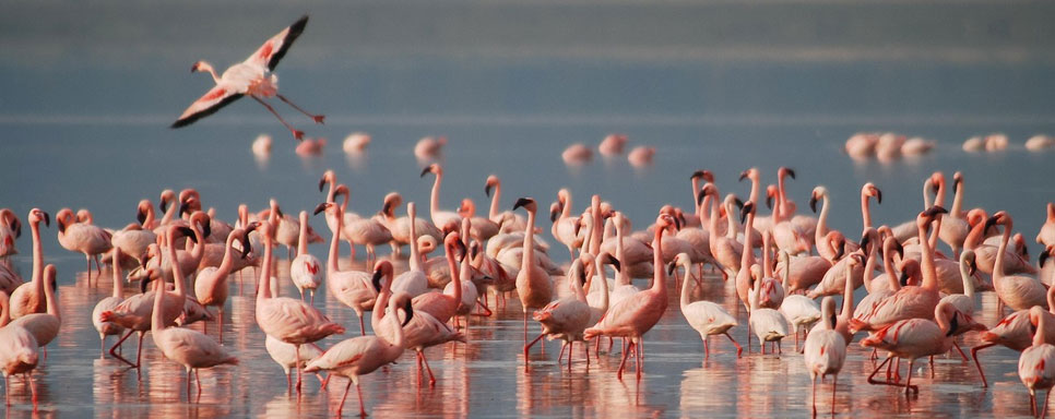 rajaji monsoon tour