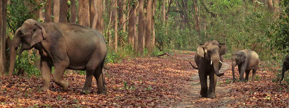 rajaji wildlife trip