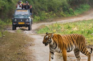  rajaji safari tour
