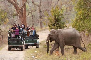  rajaji safari tour packages